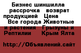 Бизнес шиншилла, рассрочка - возврат продукцией › Цена ­ 4 500 - Все города Животные и растения » Грызуны и Рептилии   . Крым,Ялта